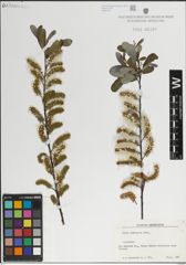 Foto von Salix laevigata Bebb